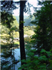 09 To Canal Creek To Trees