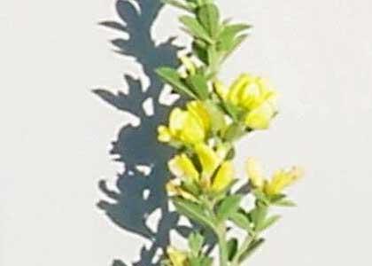 French Broom