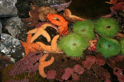 Starfish