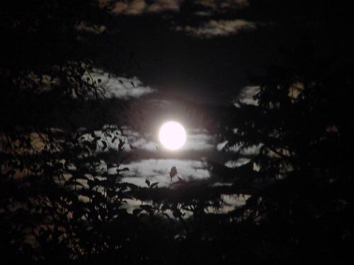 14 To Newport To Moon