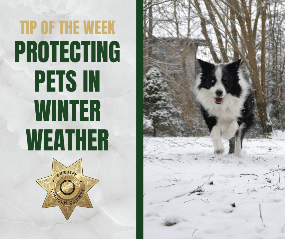 Tip of the Week Images - Protecting Pets in Winter